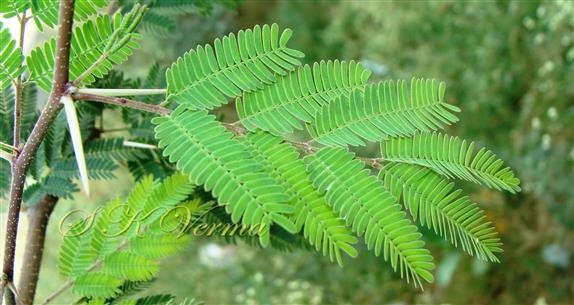 Leaf-4 pairs of pinnae
